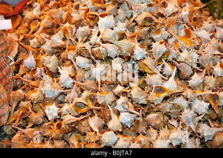 Meeresschnecken Cañaillas La Boqueria Markt Barcelona Katalonien Spanien Stockfoto