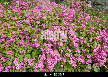 Rosa Gartenblumen, Frankreich. Stockfoto
