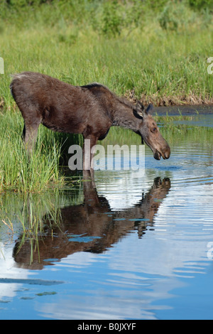 Junge weibliche Elche fressen in Wasser Kante in Grand Teton Nationalpark Wyoming USA lateinischen Namen Alces alces Stockfoto
