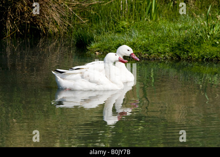 Coscoroba Schwäne (Coscoroba Coscoroba), London Wetland Centre, Barnes, London, England Stockfoto