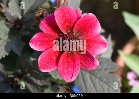 Dunkles Blatt Dahlia Blume genannt Dark Angels Dracula im Mai Stockfoto