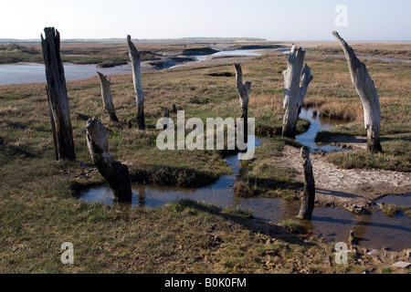 Dornweiler Sümpfe West Norfolk Stockfoto