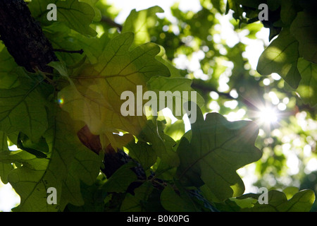Sonne scheint durch Eichenlaub am sonnigen Tag Stockfoto