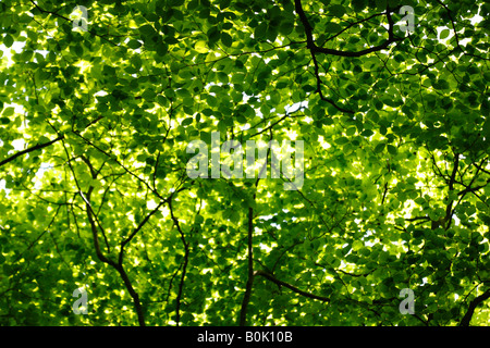 Buche Baumkronen und grüne Blätter im Frühjahr Sonnenlicht, England, UK Stockfoto