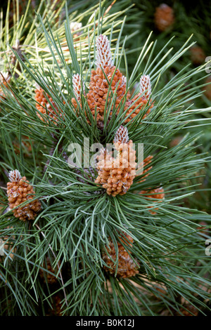 Latschenkiefer aka Mugo Pine Pinus Mugo Tannenbäumen männliche Blüte Blütenstand Stockfoto