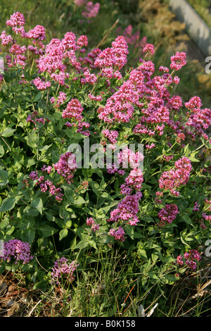 Roter Baldrian Centranthus Ruber Valerianaceae Stockfoto