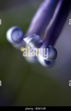 Gemeinsame oder englische Bluebell [Hyacinthoides non-Scripta], 'hautnah' Blume Makro zeigt Blütenblatt Detail, England, UK Stockfoto