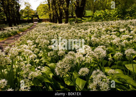 Ein Weg teilt sich eine Masse von Bärlauch Blüten führt zur Kathedrale der Inseln am Millport auf der Isle of Cumbrae, Schottland Stockfoto