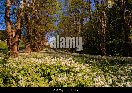 Ein Weg teilt sich eine Masse von Bärlauch Blüten führt zur Kathedrale der Inseln am Millport auf der Isle of Cumbrae, Schottland Stockfoto