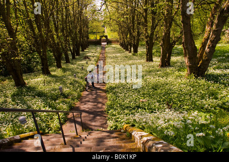 Der Weg, der die Bärlauch Blüten teilt führt zur Kathedrale der Inseln am Millport auf der Isle of Cumbrae, Schottland Stockfoto