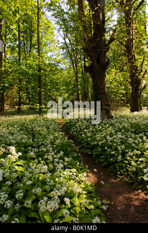 Der Weg, der die Bärlauch Blüten teilt führt zur Kathedrale der Inseln am Millport auf der Isle of Cumbrae, Schottland Stockfoto