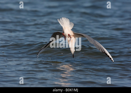 Schlanke berechnete Möve Larus Genei Spanien Frühjahr Stockfoto