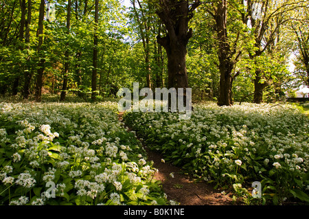 Der Weg, der die Bärlauch Blüten teilt führt zur Kathedrale der Inseln am Millport auf der Isle of Cumbrae, Schottland Stockfoto