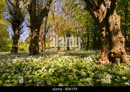 Der Weg, der die Bärlauch Blüten teilt führt zur Kathedrale der Inseln am Millport auf der Isle of Cumbrae, Schottland Stockfoto