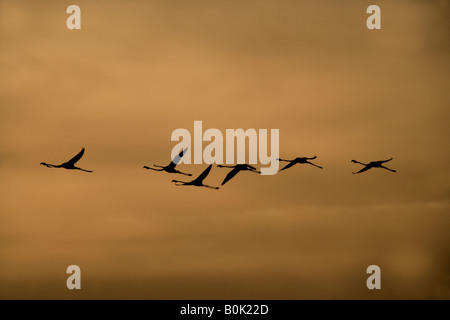 Größere Flamingo Phoenicopterus Ruber Flug Spanien Frühjahr Stockfoto