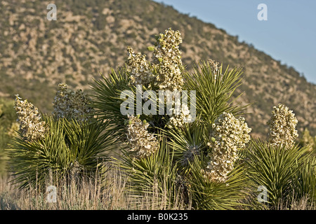 Blütenstand von Joshua Tree Stockfoto