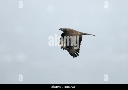 Wespenbussard Pernis Apivorus Flug Spanien Frühling Stockfoto