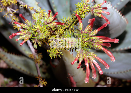 Erica versicolor-Form-kein gemeinsamer Name-Familie Ericaceae Stockfoto