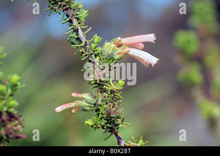 Erica versicolor-Form-kein gemeinsamer Name-Familie Ericaceae Stockfoto