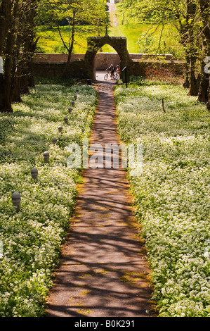 Ein Weg teilt sich eine Masse von Bärlauch Blüten führt zur Kathedrale der Inseln am Millport auf der Isle of Cumbrae, Schottland Stockfoto