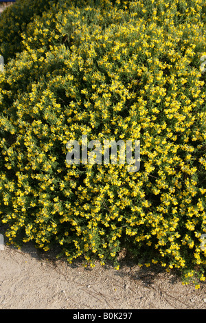 Spanische Ginster Genista hispanica Stockfoto