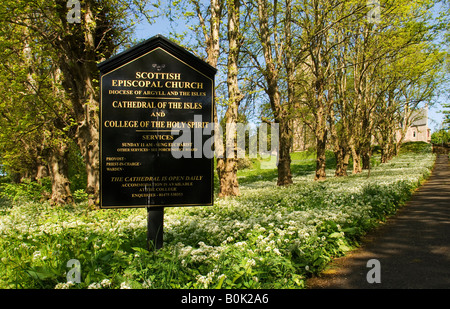 Der Weg, der die Bärlauch Blüten teilt führt zur Kathedrale der Inseln am Millport auf der Isle of Cumbrae, Schottland Stockfoto