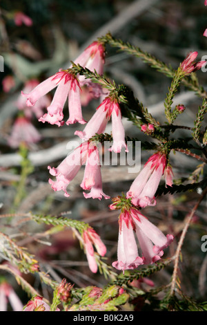 Heide - Erica Holosericea-keine gemeinsamen Namen-Familie Ericaceae Stockfoto