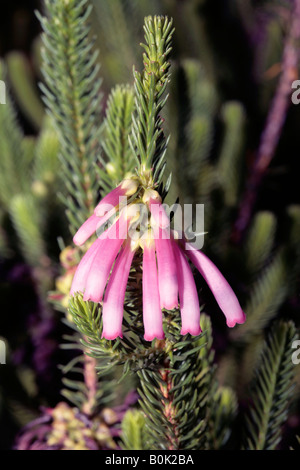 Erica Verticillata-Familie Ericaceae Stockfoto