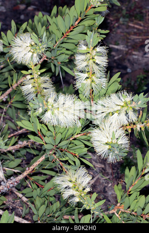 Fluss Bottlebrush - Zylinderputzer Sieberi-Familie Myrtaceae Stockfoto