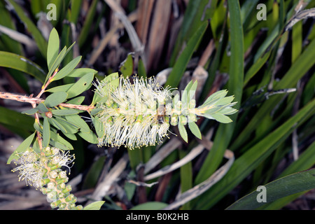 Fluss Bottlebrush - Zylinderputzer Sieberi-Familie Myrtaceae Stockfoto