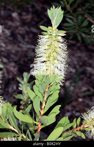 Fluss Bottlebrush - Zylinderputzer Sieberi-Familie Myrtaceae Stockfoto