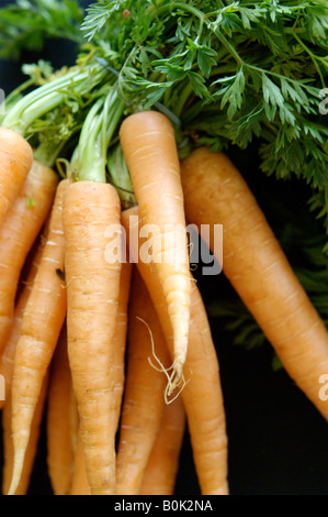 Eine Reihe von Bio-Karotten Stockfoto