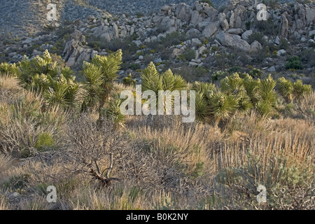 Blütenstand von Joshua Tree Stockfoto