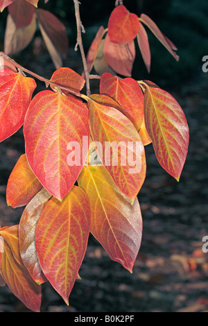 Japanische Datum-Pflaume-Blatt im Herbst/Kaki Baum-Diospyros Kaki-Familie Ebenaceae Stockfoto