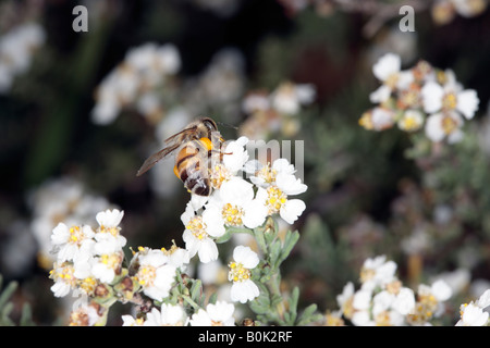 Wilder Rosmarin [Familie Asteraceae] und Honig Biene-Eriocephalus Africanus und Apis mellifera Stockfoto