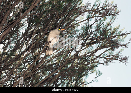 Laut Bergmann Vogel-Manorina Melanocephala-Familie Meliphagidae Stockfoto