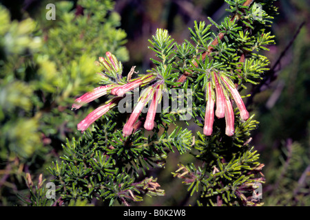 Erica versicolor-rosa Form-keine gemeinsamen Namen-Familie Ericaceae Stockfoto