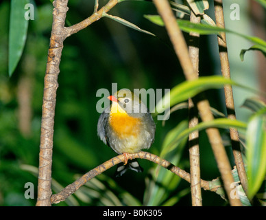 Asien CHINA HONG KONG Detail von einem wilden Pekin Robin Leiothrix lutea Stockfoto