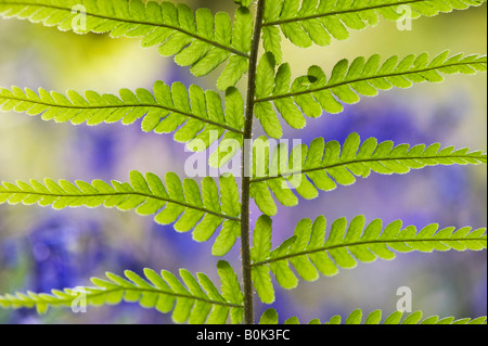 Pteridium Aquilinum. Bracken, Farn Blatt Muster in der englischen Landschaft im Hintergrund unscharf Glockenblume Stockfoto