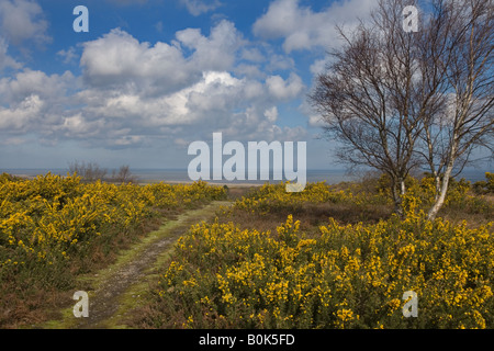 Kelling Heath Nature Reserve Norfolk UK April Stockfoto