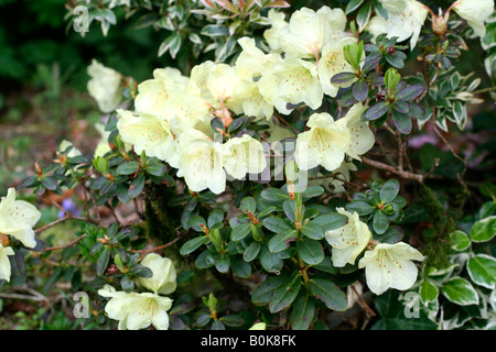 RHODODENDRON WREN Stockfoto