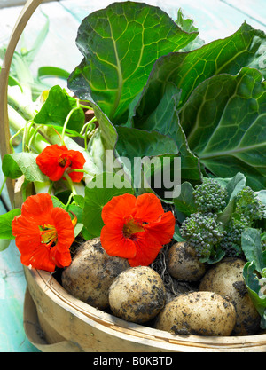 Garten Trug. Korb gefüllt mit Kohl, Kartoffeln, Lauch Kapuzinerkresse Blumen auf lila sprießen Brokkoli notleidende aus Holz lackiert Stockfoto