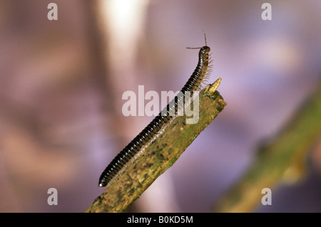 Schwarze Schlange Tausendfüßler Stockfoto