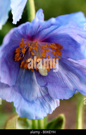 MECONOPSIS LINGHOLM Stockfoto