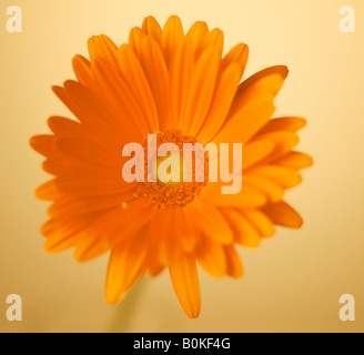 Single Gerbera Blume Stockfoto