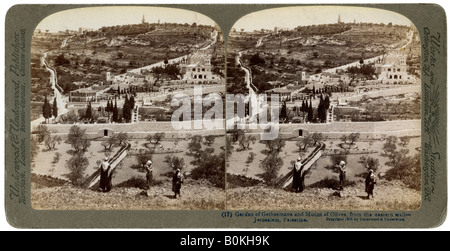 Der Garten Gethsemane und der Ölberg, Palästina, 1908. Artist: Underwood & Underwood Stockfoto