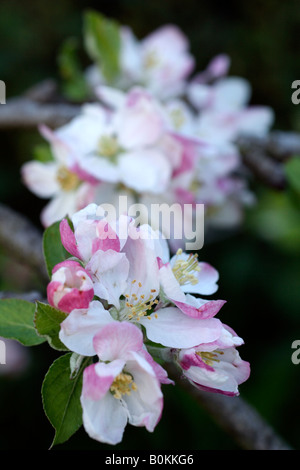 MALUS DOMESTICA ASHMEADS KERNEL AGM HAT SEHR ATTRAKTIVE BLÜTE Stockfoto