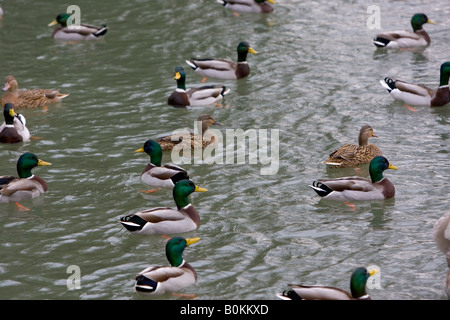 Männliche und weibliche Stockente Enten in River Windrush Burford The Cotswolds Vereinigtes Königreich Stockfoto