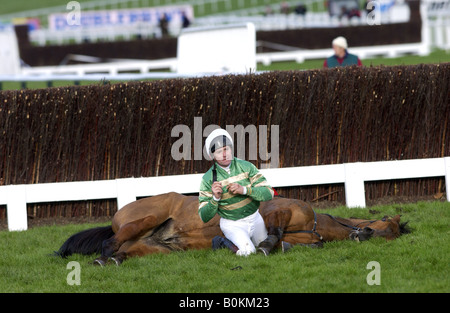 Jockey sitzt mit Toten Rennpferd nach einem Sturz am Cheltenham Rennstrecke England United Kingdom Stockfoto