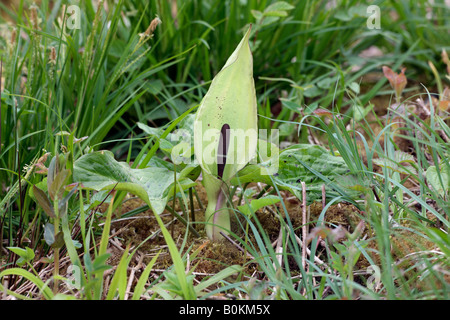 Lords-and-Ladies Arum Maculatum Gamlingay Holz Cambridgeshire Stockfoto